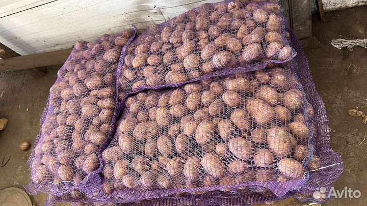 Картофель оптом