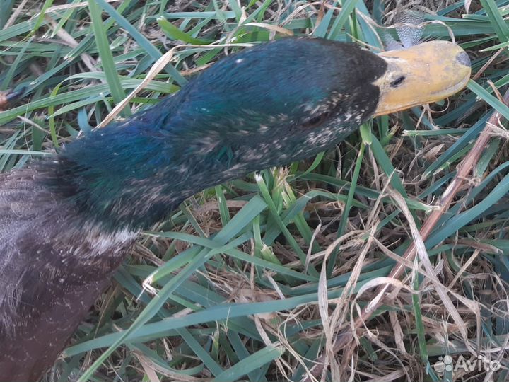 Селезеннь тульской подсадной, дляохоты