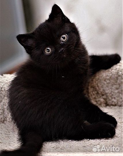 Роскошные девчушки