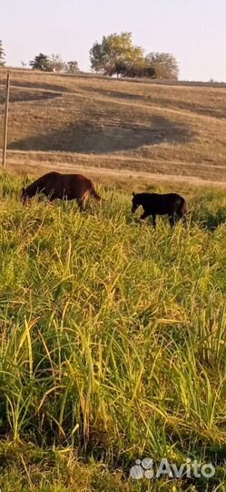 Кобыла тёлочка