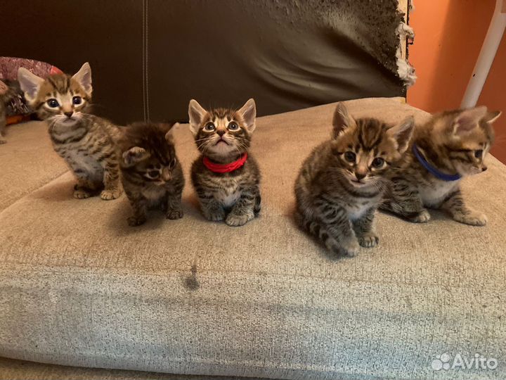 Бенгальская кошка