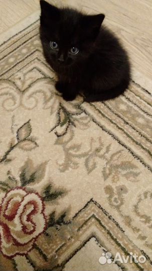 Отдам котенка в добрые руки