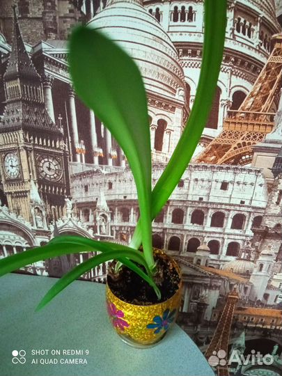 Комнатные растения цветы много