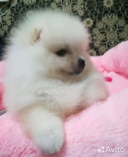 Белый медвежонок-ваша мечта