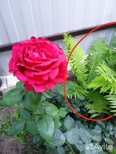 Папоротник садовый