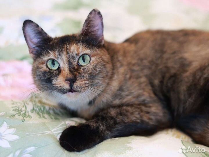 Душевная кошка