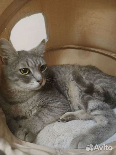 Котик в добрые руки