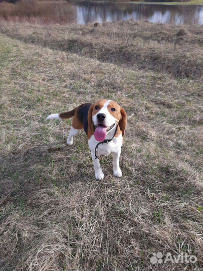 Бигль вязка