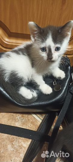 Котята от сфинксов