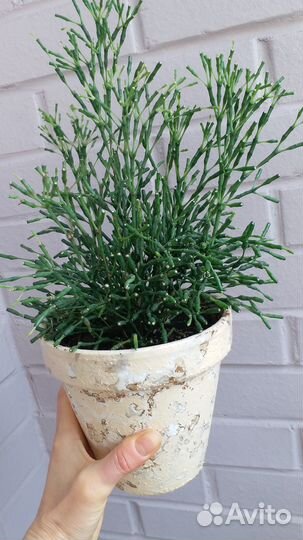 Хатиора рипсалис суккулент