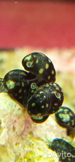 Теодоксус улитка,рыбки и растения