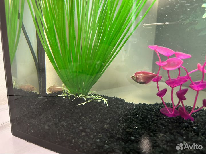 Аквариум с рыбками