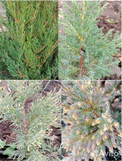 Можжевельники и Туи