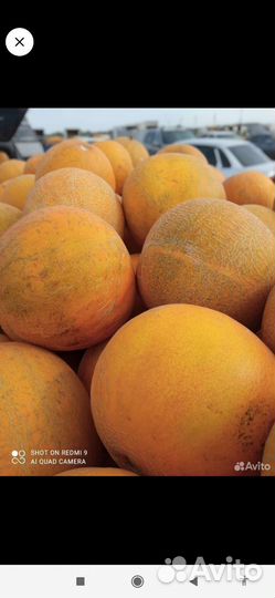 Растеневодство Семена Арбуза Дыней