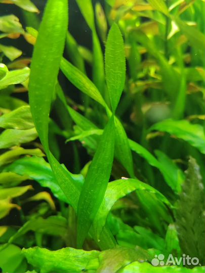 Аквариумные растения