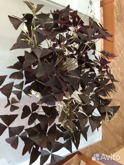 Кислица оксалис