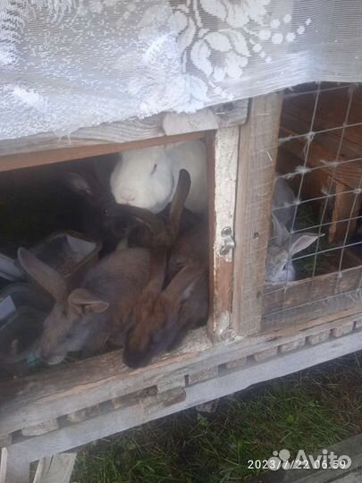 Продам крольчат