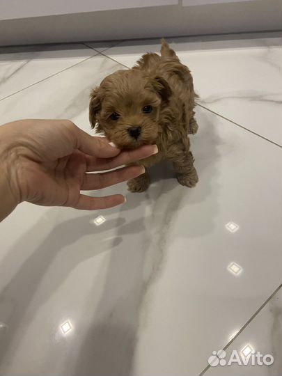 Мальтипу f1 micro vip men