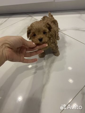 Мальтипу f1 micro vip men