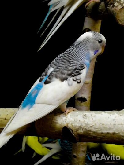 Волнистый попугай птенцы