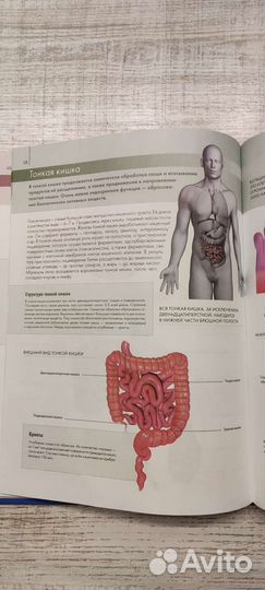 Анатомия человека (атлас)