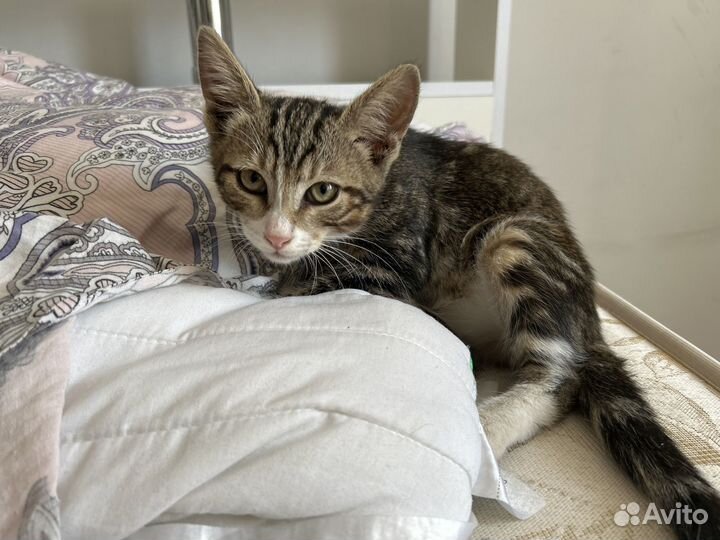 Котик 2,5 месяца,трехцветный