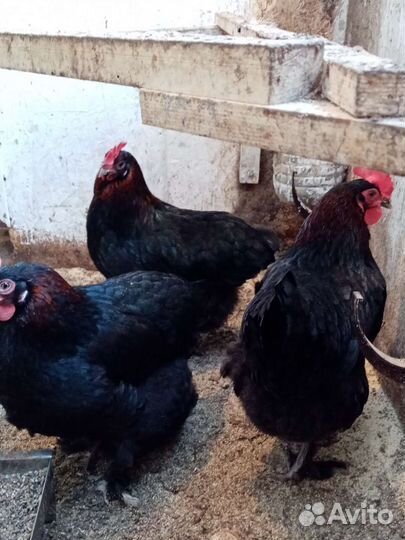 Инкубационное яйцо Маран Амераукана Билефельдер