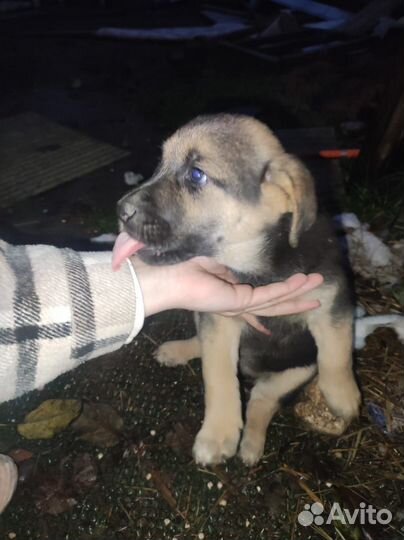 Щенок в добрые руки бесплатно