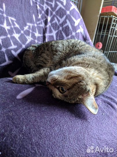 Кошка Сеня 5 лет (из приюта)