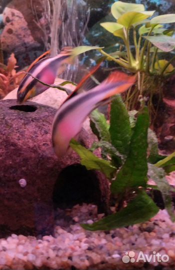 Пельвикахромис пульхера