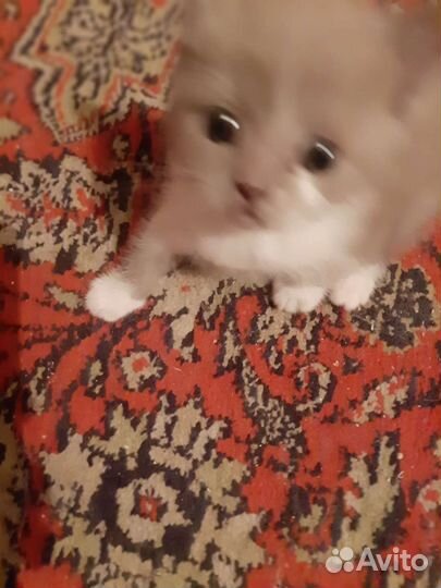 Британские котята