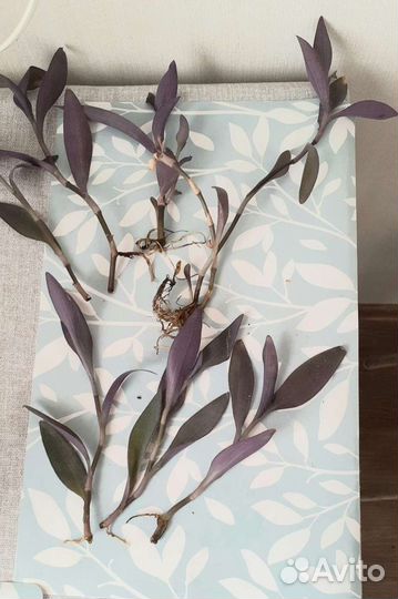 Цветок фиолетовая традесканция