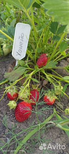 Клубника рассада