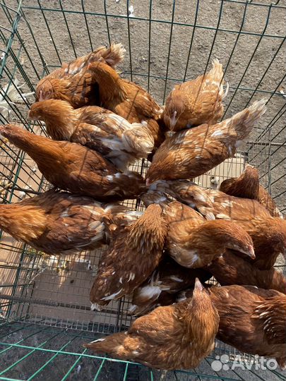 Куры молодки
