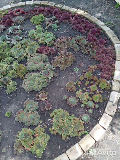 Каменная роза