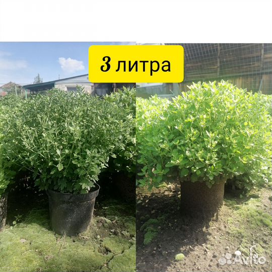 Хризантемы мультифлора