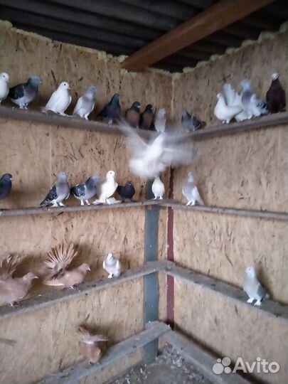 Голуби турецкие такла