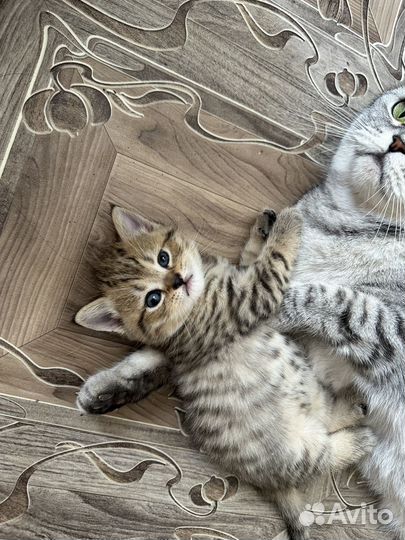 Шотландская вислоухая котята