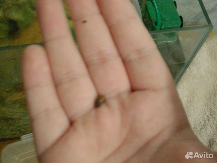 Улитки аквариумные