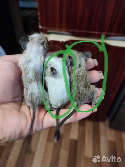 Дегу