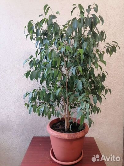 Фикус бенджамина