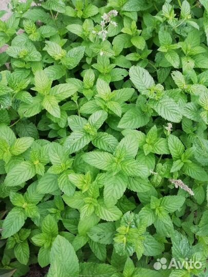 Мята сушеная листья