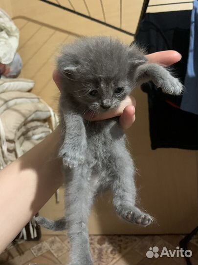 Котята в добрые руки 1 месяц