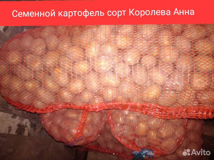 Семенной картофель Королева Анна