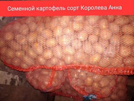 Семенной картофель Королева Анна