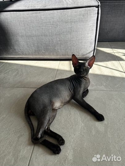 Донской сфинкс вязка