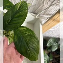 Сциндапсусы и мостера черенки