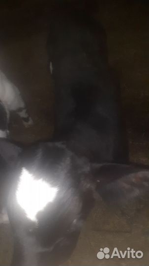 Теленок бычок 11 дн