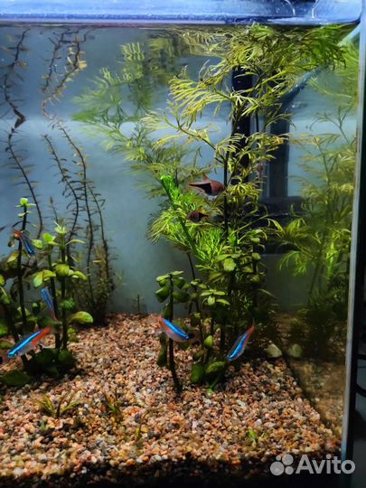 Аквариум