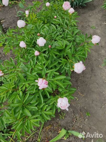 Цветущие пионы